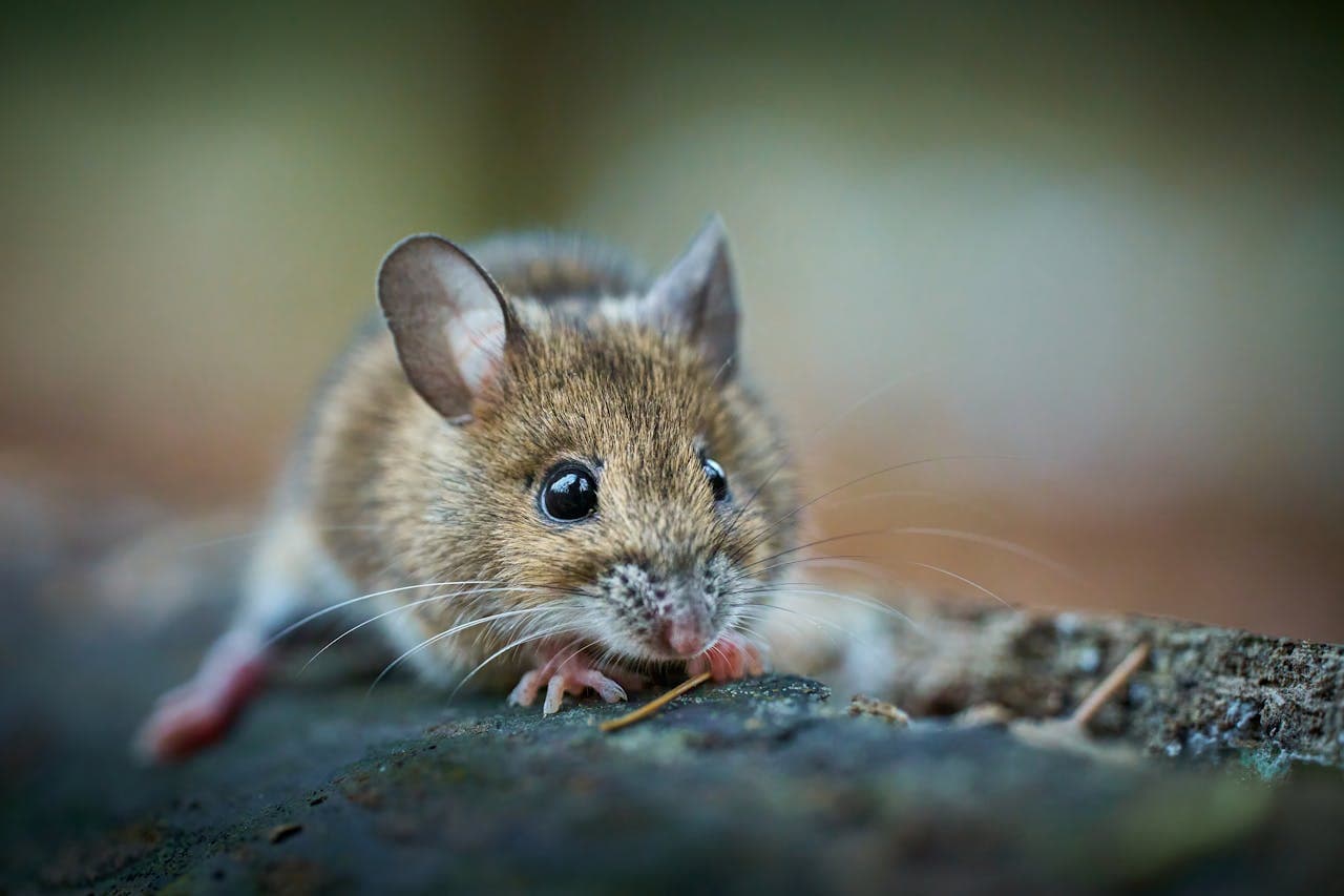 Différence entre rat et souris : comment les distinguer ?